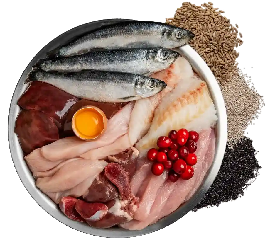 small breed bowl